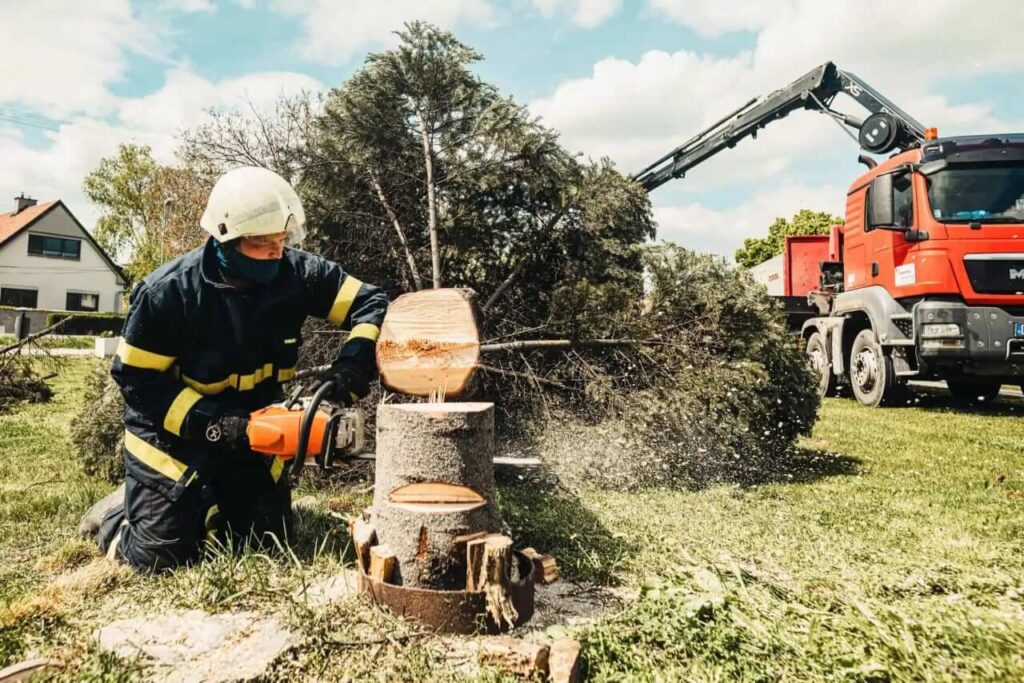 Tree removal services