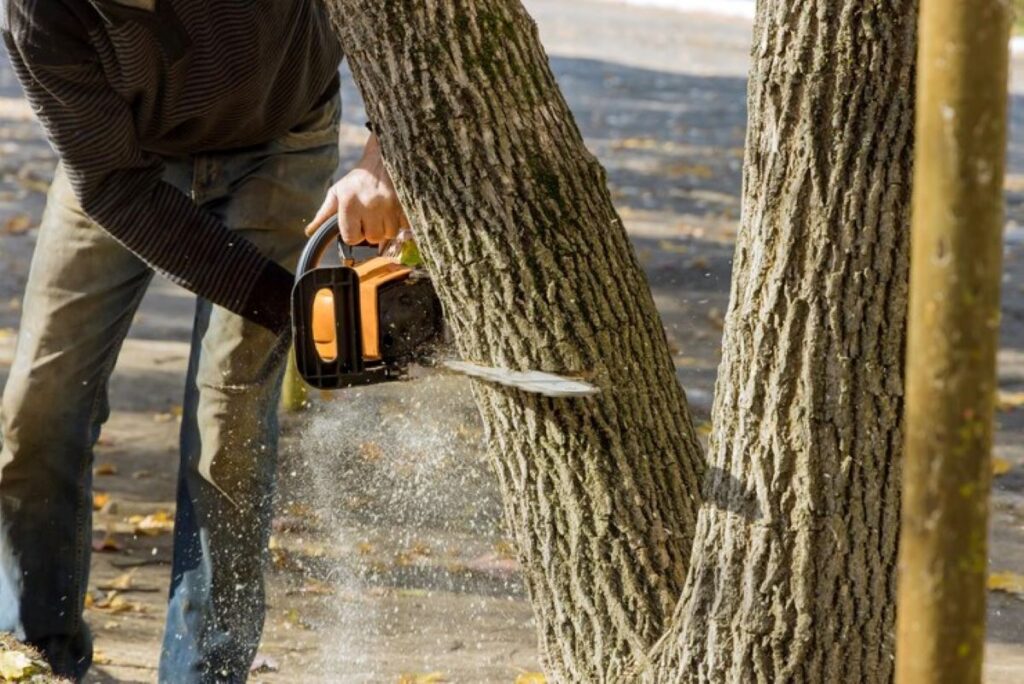 Tree removal services