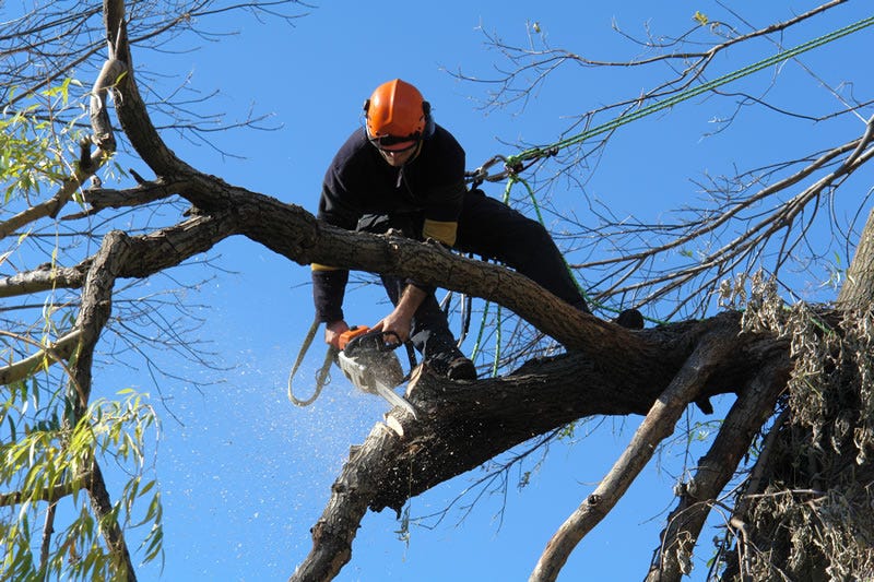 tree stump removal cost