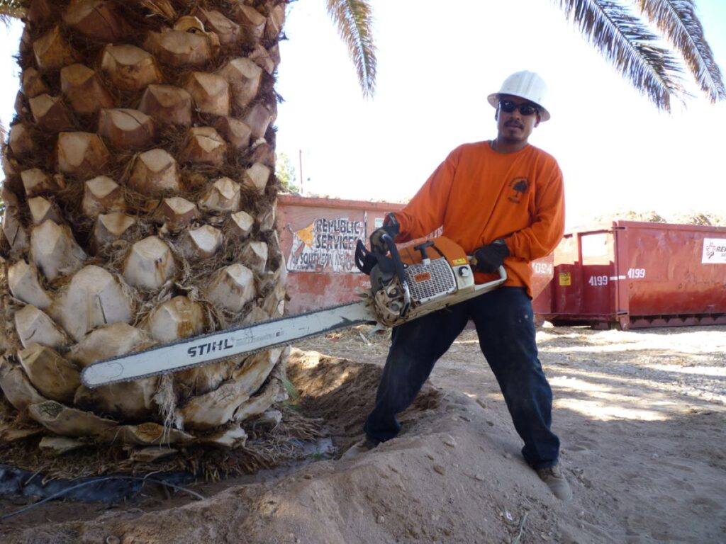 Palm Tree Removal
