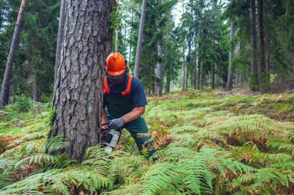tree stump removal cost