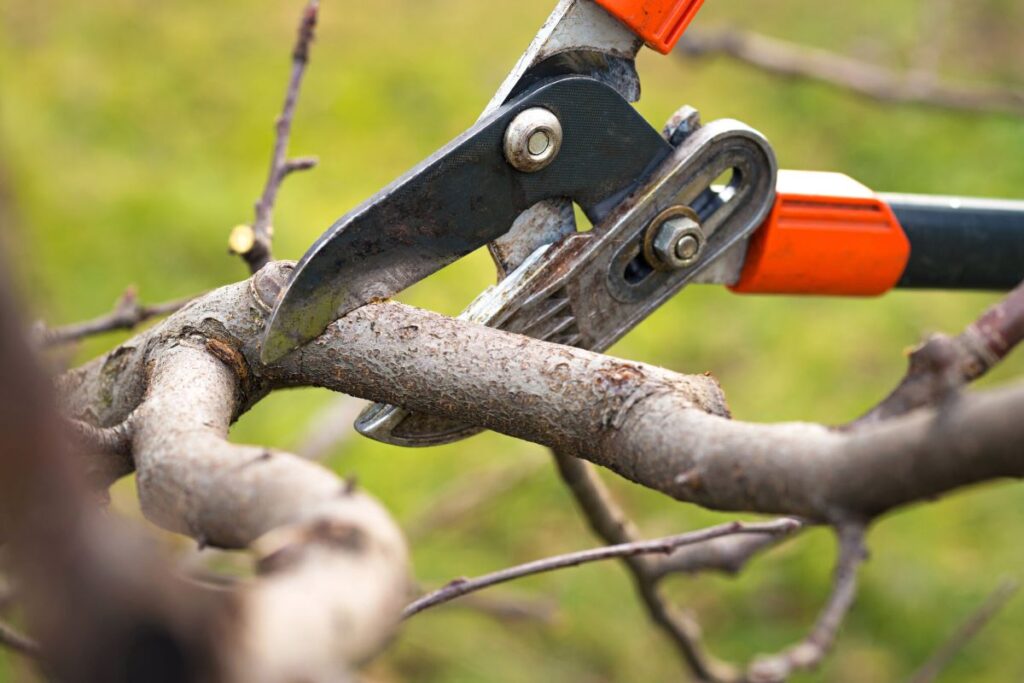 tree pruning services